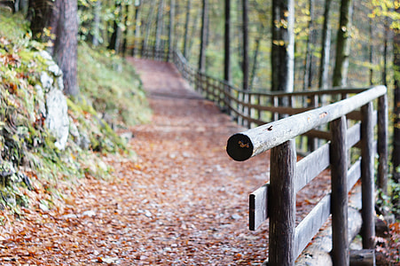 brown wooden fence near woods thumbnail