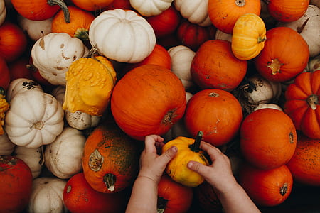 person holding pumpkin fruit thumbnail