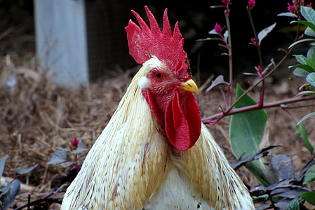 selective focus photography of white and red rooster at daytime thumbnail