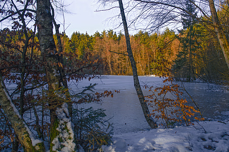brown and green trees near river with snow at day time thumbnail