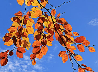 orange leafed tree photo thumbnail