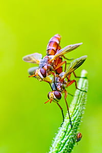 two brown hoverflies thumbnail