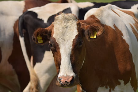 white and brown cow thumbnail