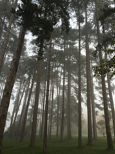 green tree field thumbnail