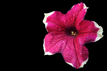 Petunia, Nachtschattengewächs thumbnail