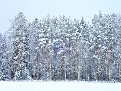 trees covered with snow thumbnail
