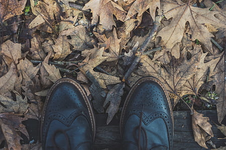 flat flay photography of shoes and dry leaves thumbnail