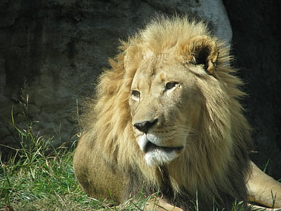 lion resting on ground near shade thumbnail