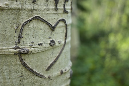 focus photography of tree stem with heart thumbnail