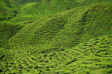high angle view of grass covered ground thumbnail