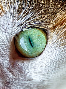 closeup photo of animal green eye thumbnail