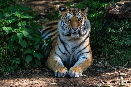 tiger on soil pavement thumbnail