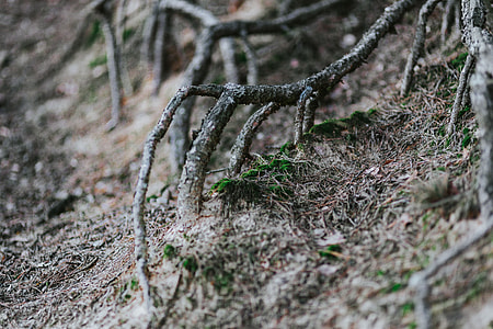 A walk in an autumn forest thumbnail