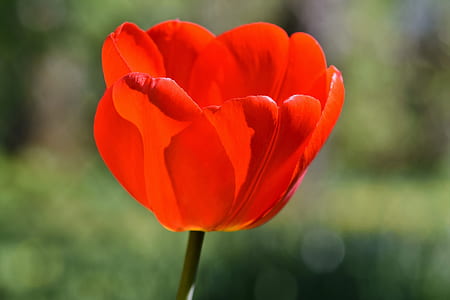 selective focus photo of red tulip in bloom thumbnail