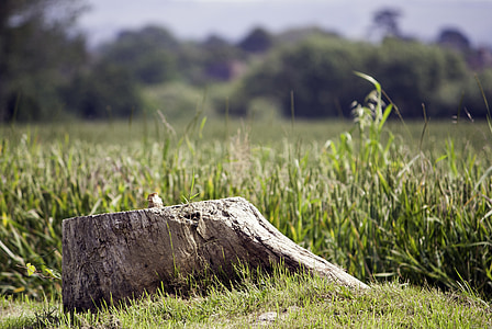 close-up photography of brown stone near grass field thumbnail