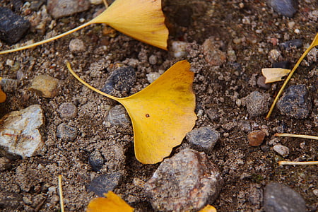 brown leaf on soil thumbnail