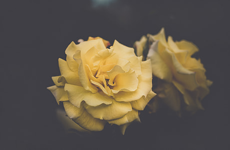 yellow petaled flower with black background thumbnail