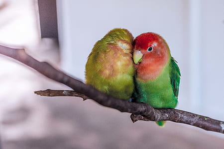 two green lovebirds on tree branch thumbnail