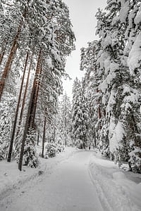 photo of pine trees covered with snow thumbnail