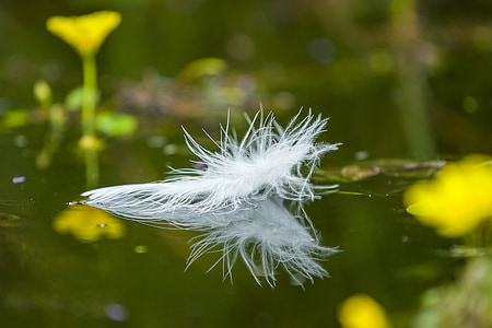 white feather floating on water thumbnail