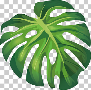 Leaf Arecaceae Euclidean Illustration, Green summer banana leaves, green leaf illustration PNG clipart