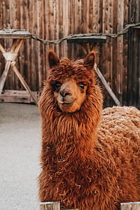 Brown Llama thumbnail