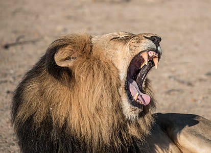 wildlife photography of roaring lion thumbnail