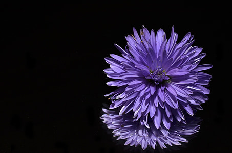 purple petaled flowers on mirror thumbnail