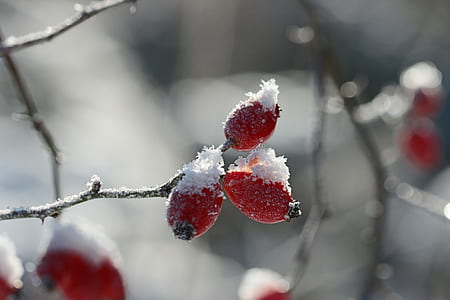 close-up photo of red fruits thumbnail