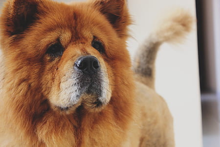 adult chow chow close-up photo at daytime thumbnail