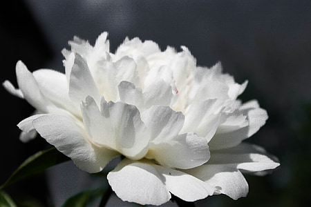 closeup photography of white clustered petal flower during daytime thumbnail