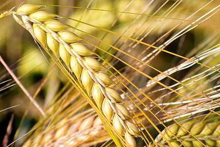 Brown Wheat thumbnail