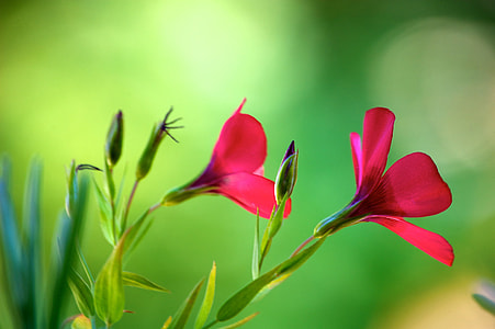 shallow focus photography of two pink flowers thumbnail