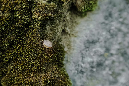 landscape, nature, water, moss thumbnail