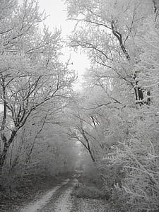 path between trees during winter thumbnail