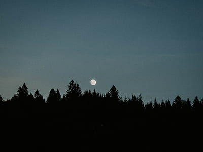 silhouette of trees during nighttime thumbnail