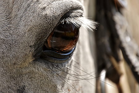 animal eye thumbnail