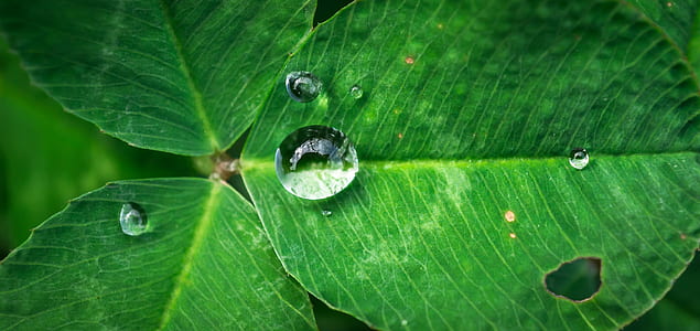 water droplet on green leaf thumbnail