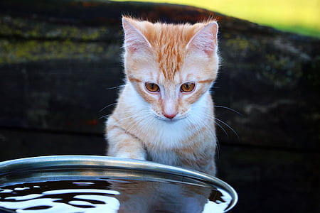 orange Tabby kitten in front of water thumbnail