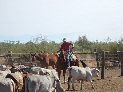 man riding brown horse thumbnail