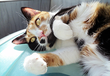 brown and black cat lying on container thumbnail