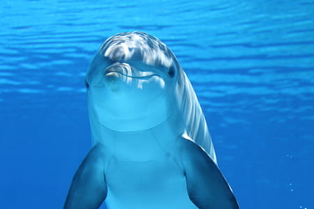 underwater photography of dolphin thumbnail