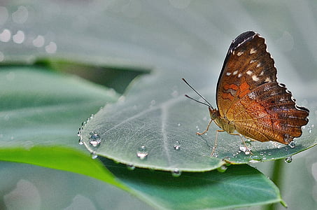 brown and orange butterfly perched on green leaf thumbnail