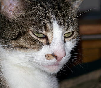 selective focus photography of white and gray cat thumbnail