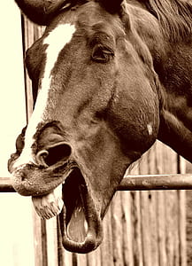 sepia photography of two-color horse thumbnail