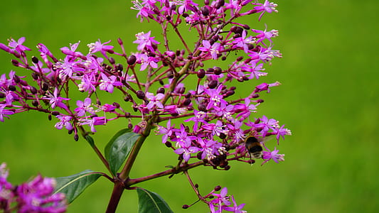 nature, flowers, garden, grass thumbnail