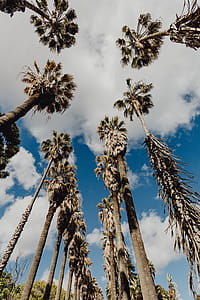 Tropical Botanical Garden in Belem, Lisbon, Portugal thumbnail