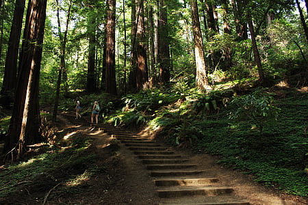 two women standing on stairs surrounded by trees thumbnail