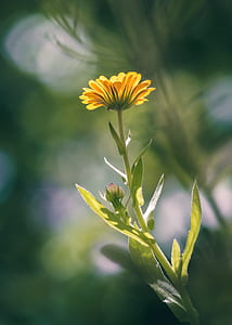selective focus photography of yellow flower in bloom thumbnail