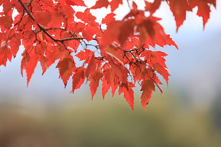 selective focus photography of red leaf trees thumbnail